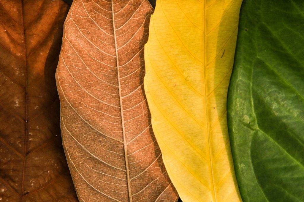 Picture of four leaves for each season