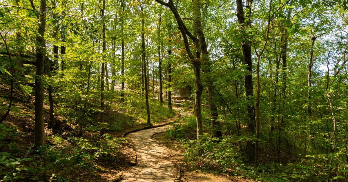 Sunlit forest hiking trail surrounded by lush green trees in Rockville, MD