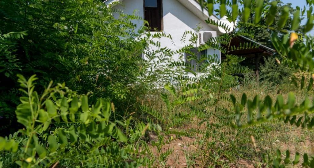 A home with an overgrown yard, which is one factor to look for when figuring out how to find distressed property